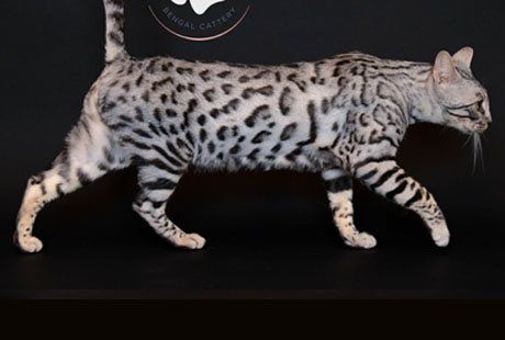 Stunning Bengal kitten photographed outdoors in Dallas Texas